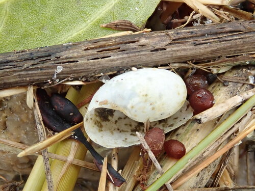 Haminoea solitaria, 2026-09-28