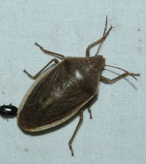 Chlorochroa senilis