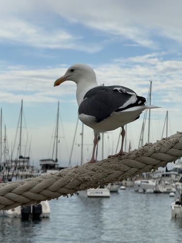 Western Gull