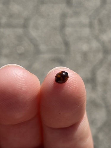 Pine Ladybird