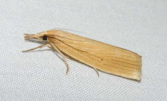 Calamotropha delatalis