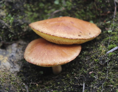 Agaricomycetes