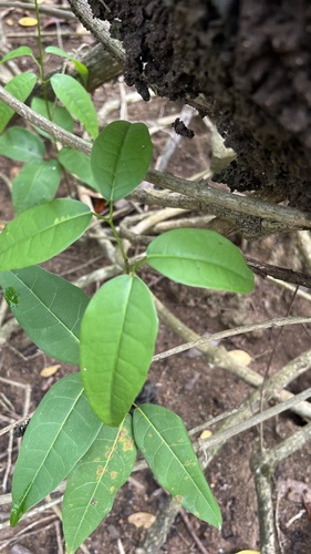 Bignonia aequinoctialis, 2026-09-28