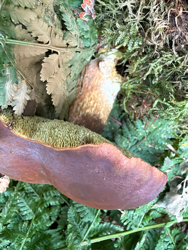 Bay Bolete