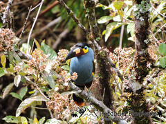Andigena laminirostris