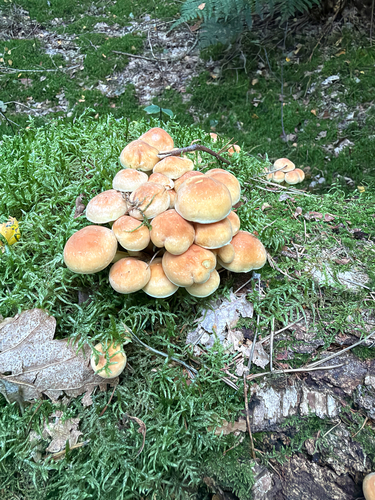 Sulphur Tuft