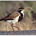 Banded Lapwing - Photo (c) Julian Robinson, some rights reserved (CC BY-NC)