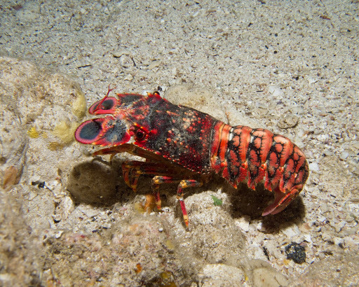 Shark Bay Slipper Lobster (3) | WA Good Food Guide