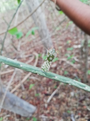 Acanthocereus fosterianus (Acanthocereus fosterianus)