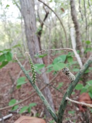 Acanthocereus fosterianus