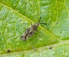 Teleonemia scrupulosa