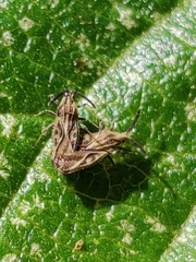 Teleonemia scrupulosa