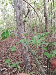 Acanthocereus fosterianus