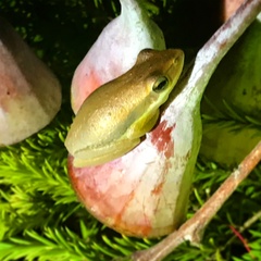 Litoria adelaidensis