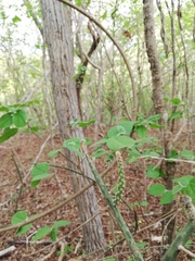 Acanthocereus fosterianus