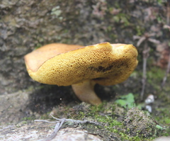 Agaricomycetes