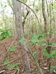 Acanthocereus fosterianus