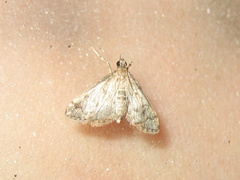 Dolicharthria bruguieralis