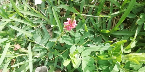 Indigofera hendecaphylla observed 2026-09-28