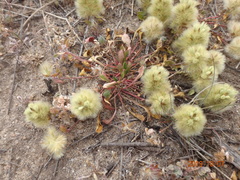 Ptilotus spathulatus