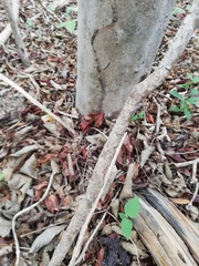 Acanthocereus fosterianus