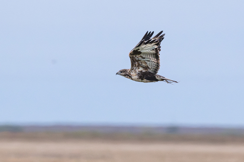 Upland Buzzard