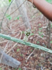 Acanthocereus fosterianus