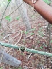 Acanthocereus fosterianus