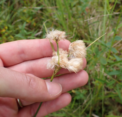 Eriophorum virginicum