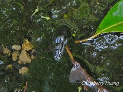 Semisulcospiridae