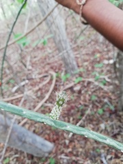 Acanthocereus fosterianus
