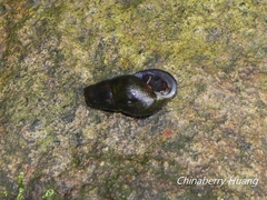 Semisulcospiridae