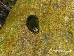 Semisulcospiridae