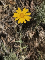 Eriophyllum lanatum achilleoides