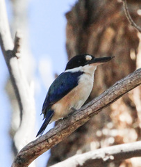 Todiramphus macleayii incinctus