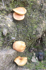 Agaricomycetes