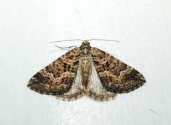 Xanthorhoe xanthospila