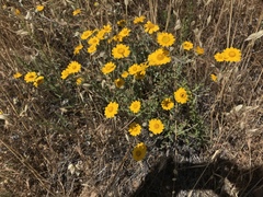 Eriophyllum lanatum achilleoides