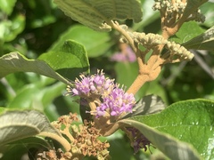 Callicarpa candicans