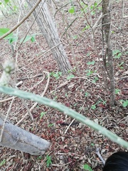 Acanthocereus fosterianus