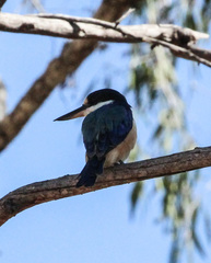 Todiramphus macleayii incinctus