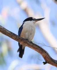 Todiramphus macleayii incinctus