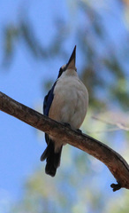 Todiramphus macleayii incinctus