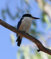 Todiramphus macleayii incinctus