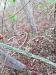 Acanthocereus fosterianus