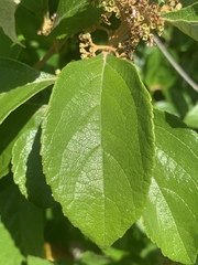 Callicarpa candicans
