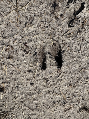 Western Roe Deer