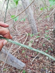 Acanthocereus fosterianus