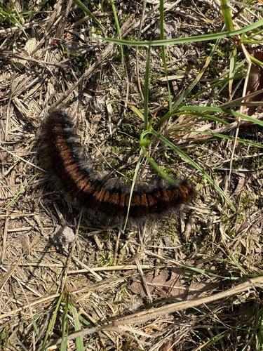 Fox Moth