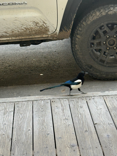 Black-billed Magpie